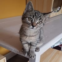MATCHA, chatte à adopter
