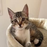 SUKI, chatte à adopter