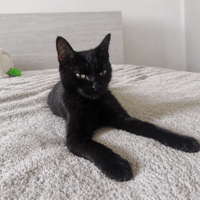 BAGHERA, chatte à adopter