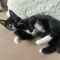 MOKA, chatte à adopter