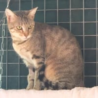pita, chatte à adopter