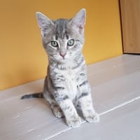 CIBOULETTE, chatte à adopter