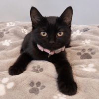 BULLE, chatte à adopter