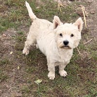 Snow CAA16224, chienne à adopter