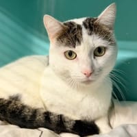 VALYN, chat à adopter