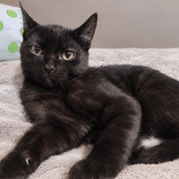 BINGO, chat à adopter
