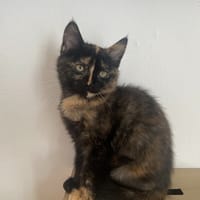 REGLISSE, chatte à adopter