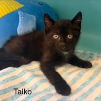 Talko, chat à adopter