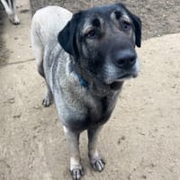 TINA, chienne à adopter