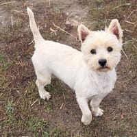 Rusty CAA16225, chien à adopter