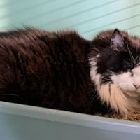 MINETTE POSKA, chatte à adopter