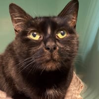 MOLAIRE, chatte à adopter