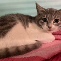 MOCHI, chatte à adopter