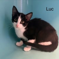 LUC, chat à adopter