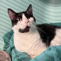 JOAQUIM, chat à adopter