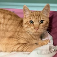 SCOTT, chat à adopter