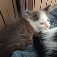 LINER C, chat à adopter