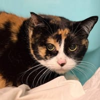 POUPOUNETTE, chatte à adopter