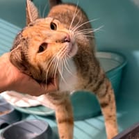 FRIPOUILLE, chatte à adopter