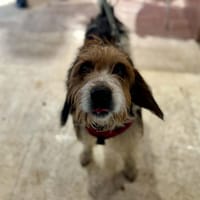 BOUNTY, chien à adopter