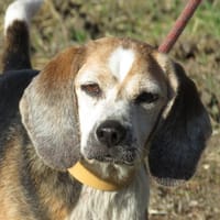 JUNON, chienne à adopter