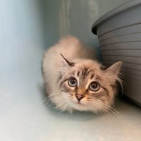 SUNEE QCT, chatte à adopter