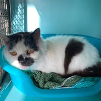 KAVI QCT, chat à adopter
