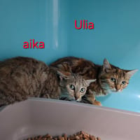 ULIA, chatte à adopter