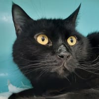 Mickey, chat à adopter