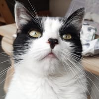 Pista, chatte à adopter