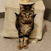 Muscade, chatte à adopter