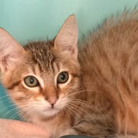 Boxy, chat à adopter