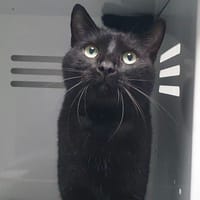 SIRIUS CHA, chat à adopter