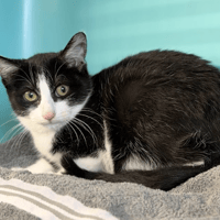 OCTAVIA, chatte à adopter