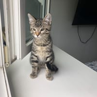 CIZETA, chatte à adopter