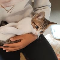 HONEY C, chatte à adopter