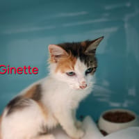 GINETTE, chatte à adopter