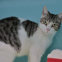 Naya (en cours d'adoption), chatte à adopter