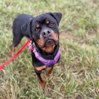 ATLAS, chien à adopter