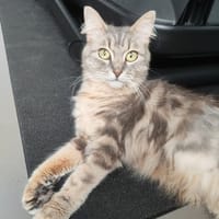 REESE C, chatte à adopter