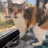 POUSSINETTE, chatte à adopter