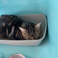 MANI QCT, chat à adopter