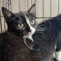 SABLE, chatte à adopter