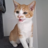 TATIL, chat à adopter