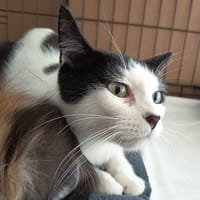 NYX C, chatte à adopter
