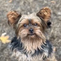 MACHO, chien à adopter