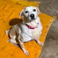 MARGARET, chienne à adopter