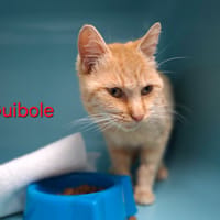 GUIBOLE, chatte à adopter