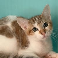 Buffy, chat à adopter