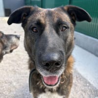 TAYSON, chien à adopter